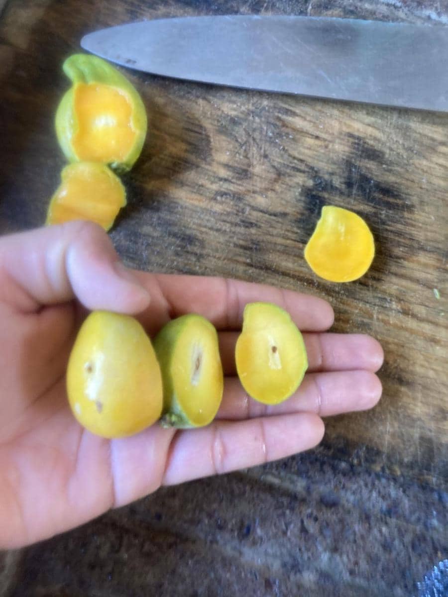 potret kocak gagal menanam buah dan sayur (reddit.com/user/AviOmi)