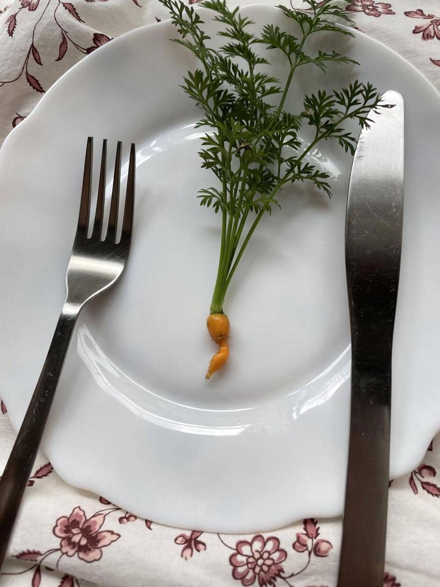 potret kocak gagal menanam buah dan sayur (reddit.com/user/mozzaf1ato)