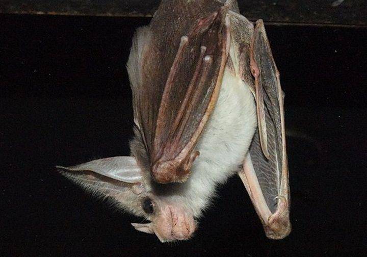 Ghost bat (commons.wikimedia.org/Sardaka)