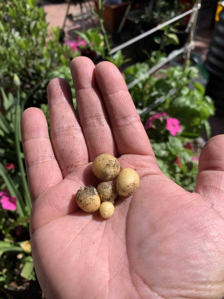 potret kocak gagal menanam buah dan sayur (reddit.com/user/Ok-Bumblebee-6881)