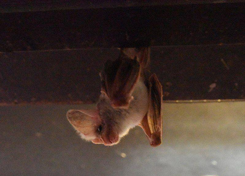 Ghost bat (commons.wikimedia.org/Alex Borisenko)