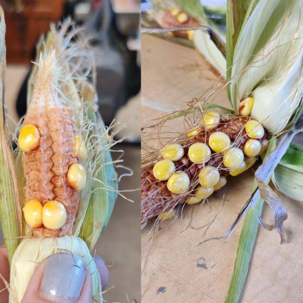 potret kocak gagal menanam buah dan sayur (reddit.com/user/hooksincluded)