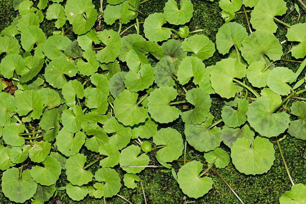 Centella asiatica atau pegagan (commons.wikimedia.org/	Vengolis)