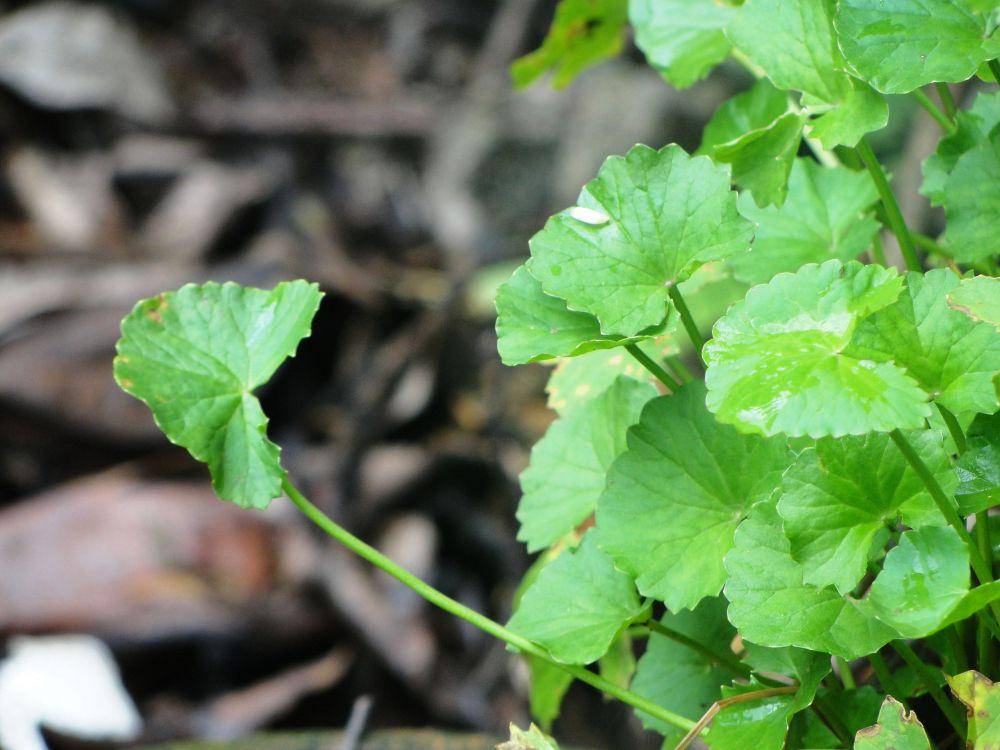 Centella asiatica atau pegagan (commons.wikimedia.org/	Shashidhara halady)