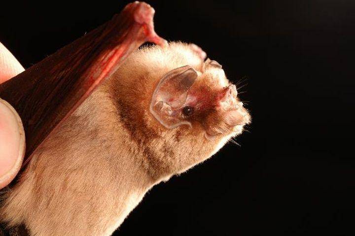 Ghost bat (commons.wikimedia.org/Alex Borisenko)