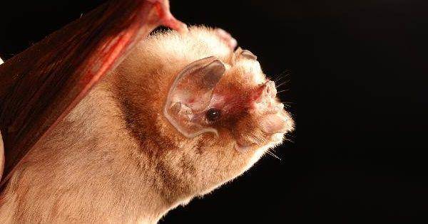 Ghost bat (commons.wikimedia.org/Alex Borisenko)