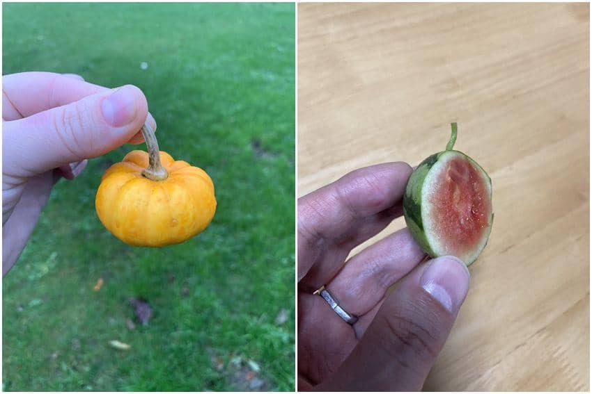 10 Potret Kocak Hasil Panen Gagal, Capek Banget Lihatnya!