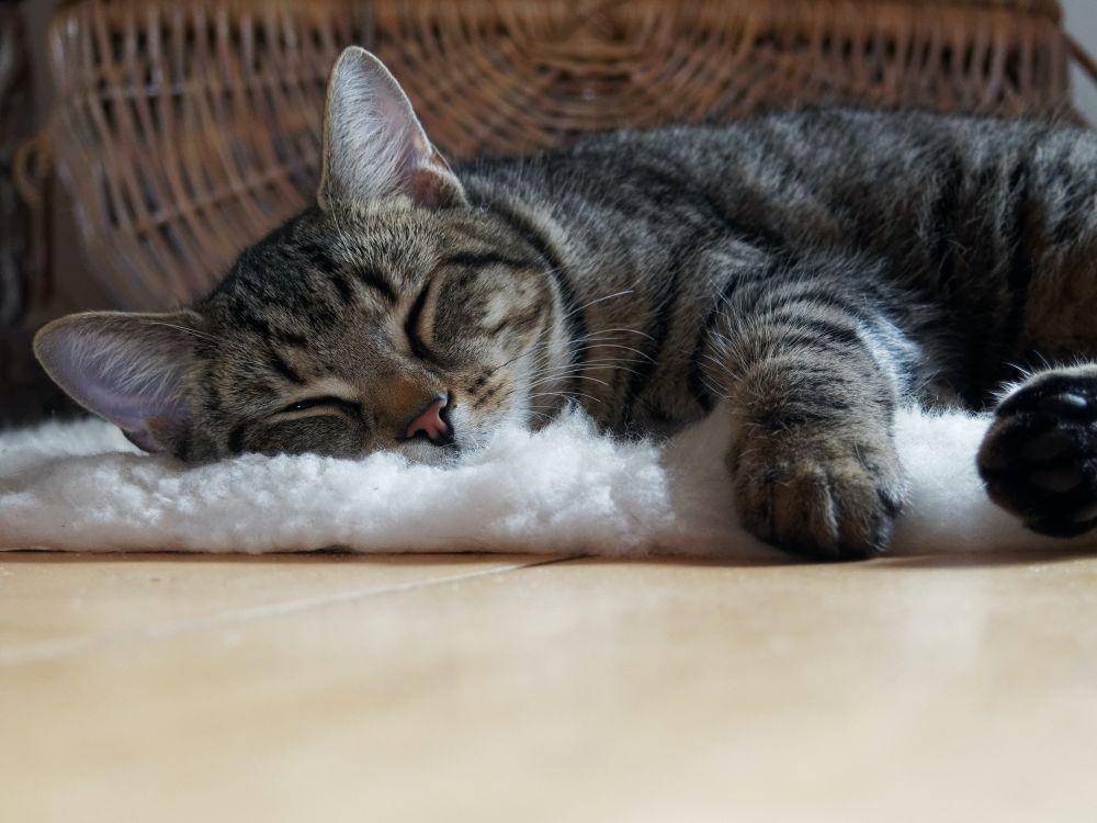 ilustrasi kucing tidur (pexels.com/Christopher Schruff)