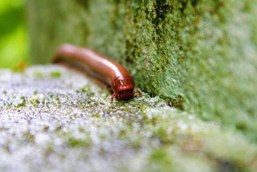 ilustrasi cacing (unsplash.com/@macrovineeth)