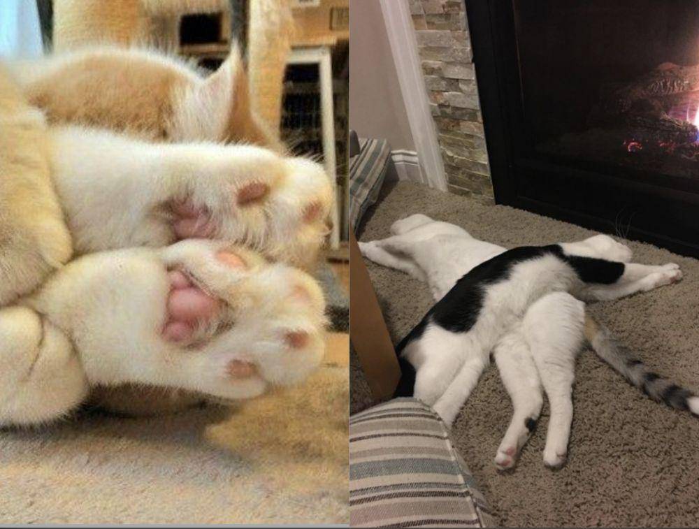 potret lucu gaya tidur kucing (twitter.com/weirdlilguys)