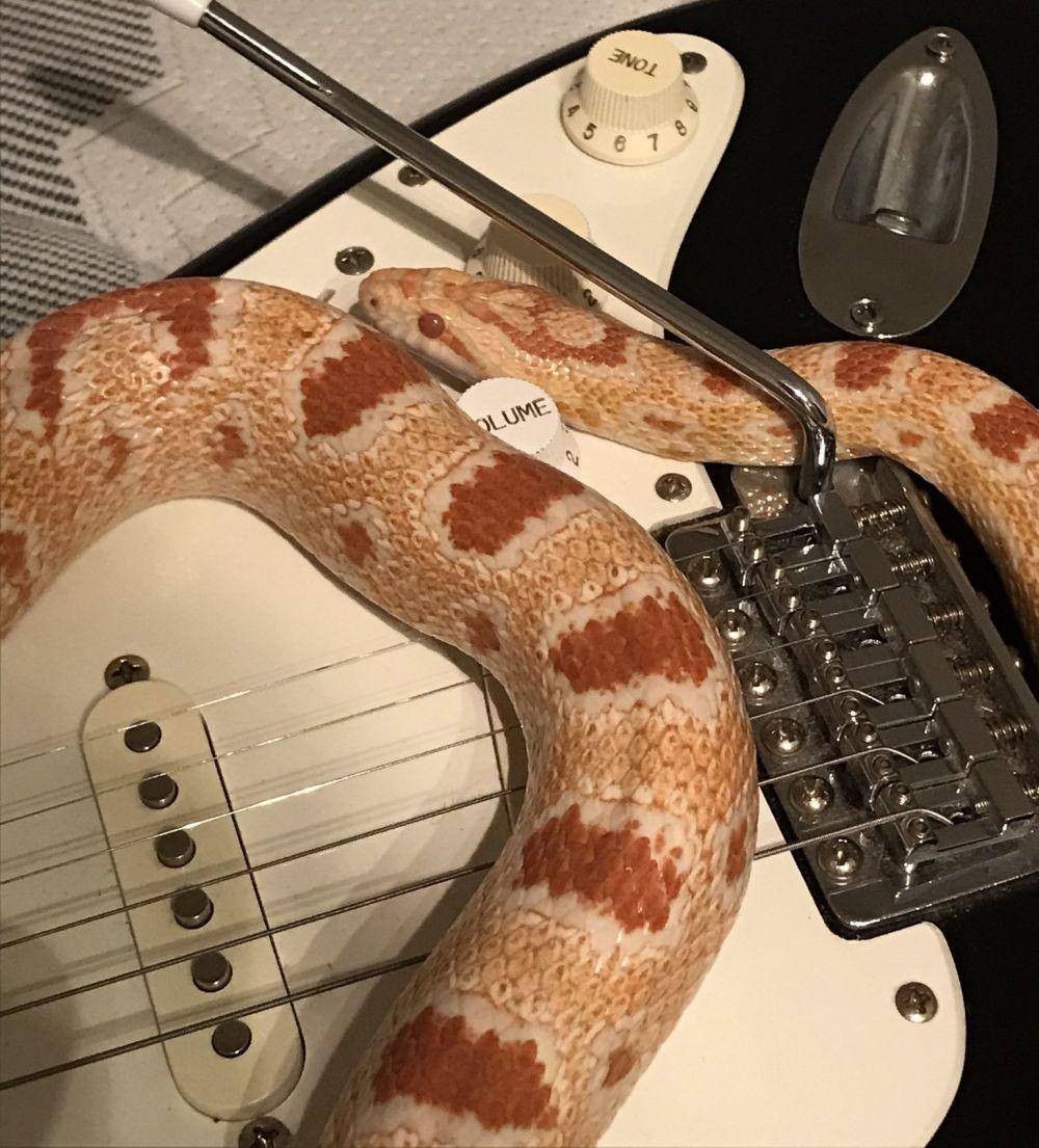 potret lucu hewan dan alat musik (twitter.com/snakehour)