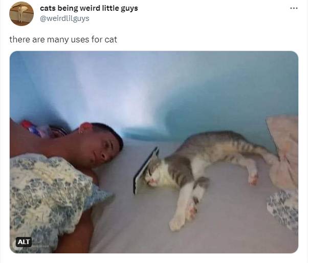 potret tweet tentang kucing bikin ngakak (twitter.com/weirdlilguys)