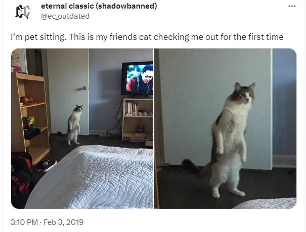 potret tweet tentang kucing bikin ngakak (twitter.com/ec_outdated)