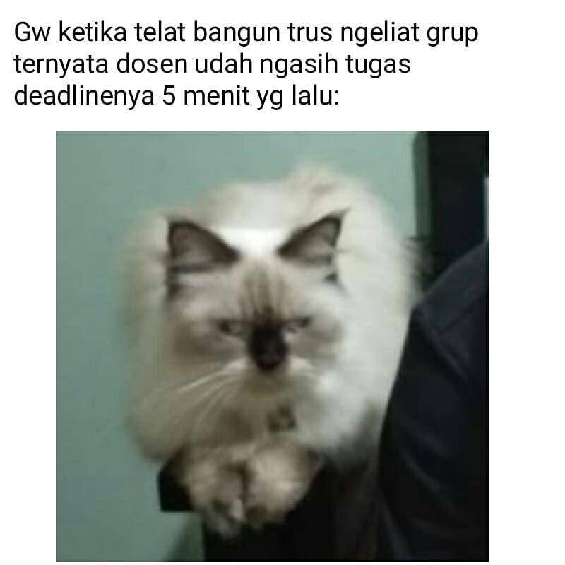 meme kucing (instagram.com/aizhyei03)