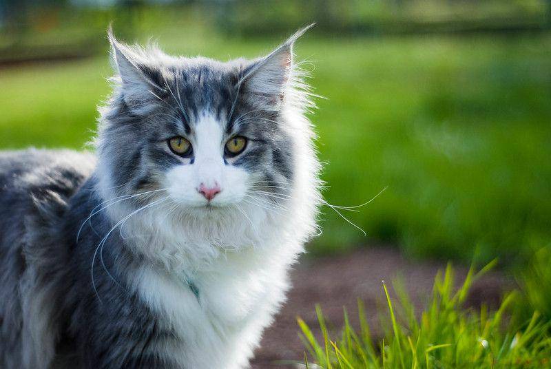 ilustrasi Norwegian forest cat (flickr.com/barbara muszalik)