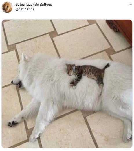 potret tweet tentang kucing bikin ngakak (twitter.com/gatinarios)