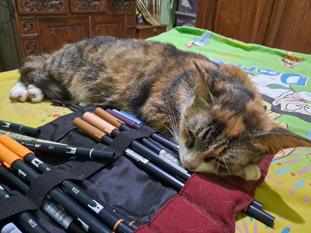 potret lucu gaya tidur kucing (twitter.com/busurmeluncur)