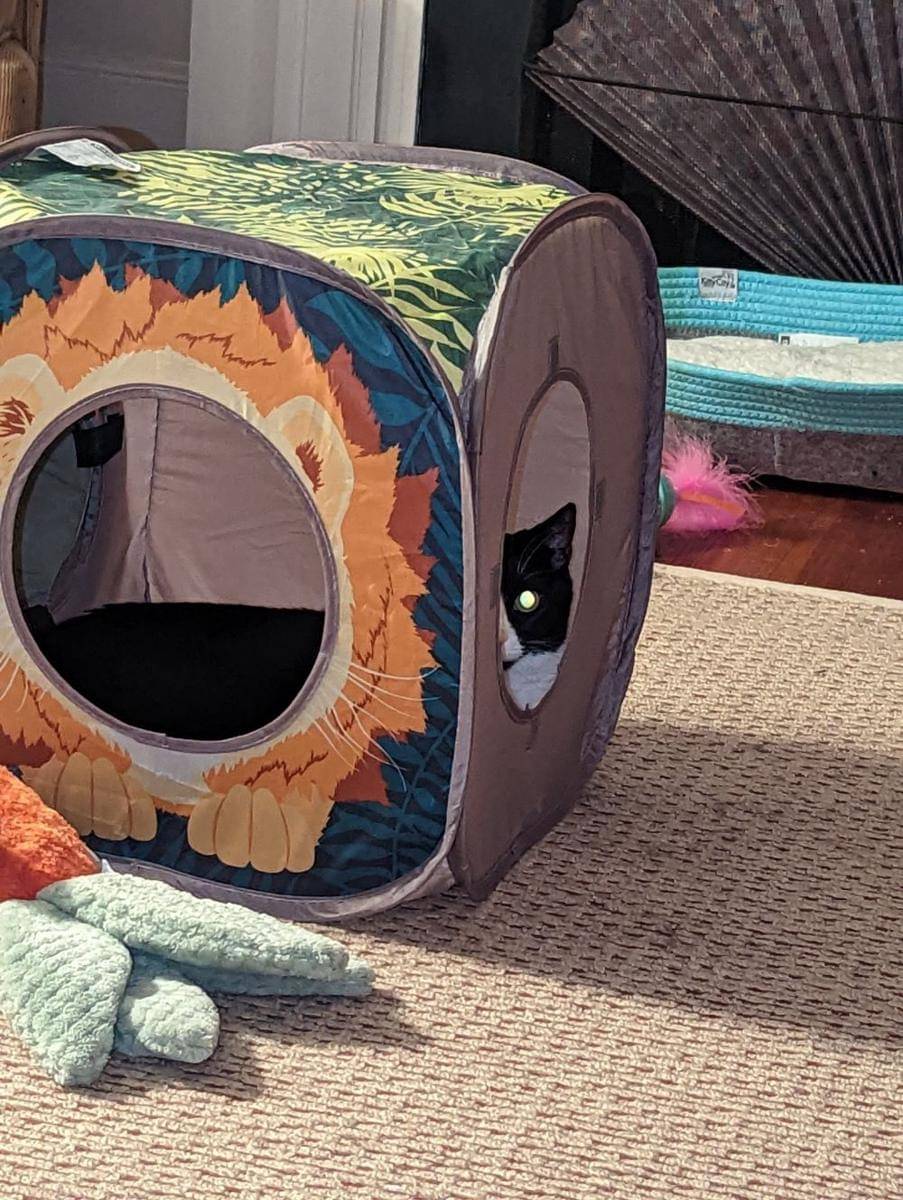 ilustrasi lucu aura mencekam dari kucing hitam (twitter.com/threateningcat)