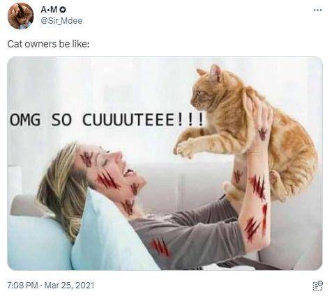 potret tweet tentang kucing bikin ngakak (twitter.com/Sir_Mdee)