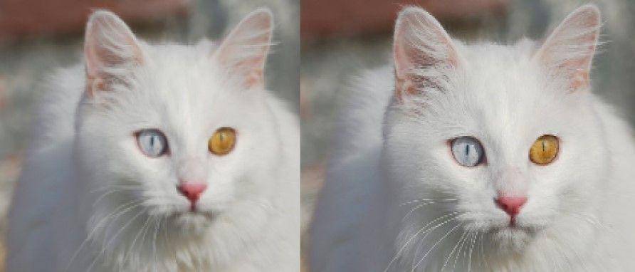 ilustrasi Turkish Van cat (flickr.com/Steve Duman)