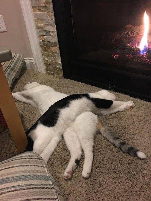 potret lucu gaya tidur kucing (twitter.com/weirdlilguys)