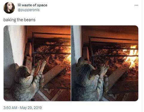 potret tweet tentang kucing bikin ngakak (twitter.com/pupperonis)