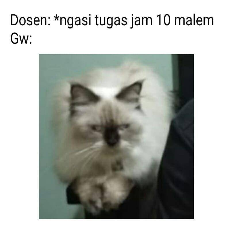 meme kucing (instagram.com/aizhyei03)
