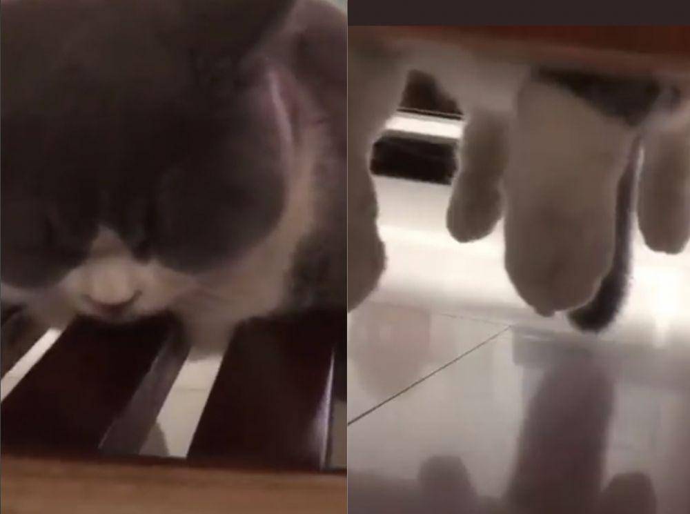 potret lucu gaya tidur kucing (twitter.com/weirdlilguys)