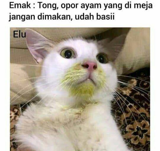 meme kucing (instagram.com/rohilkocak1)