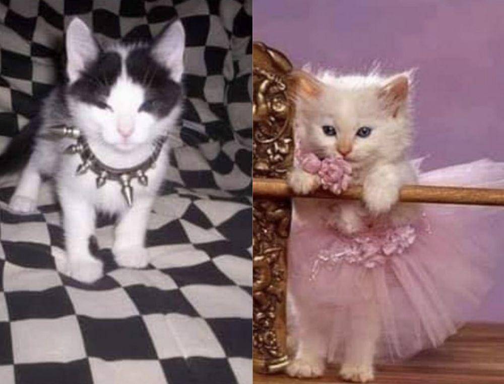 potret aksi lucu anak kucing (twitter.com/tweetsofcats)