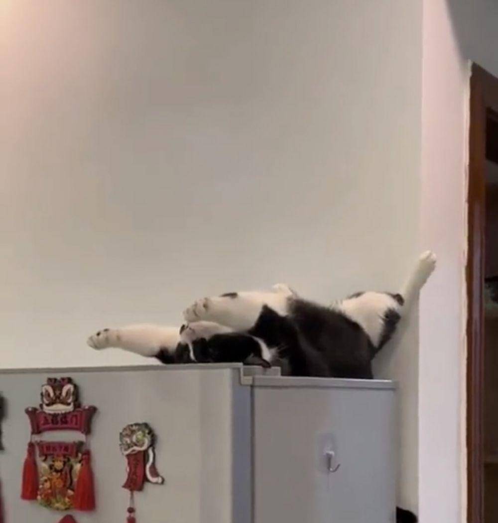 potret lucu gaya tidur kucing (twitter.com/weirdlilguys)