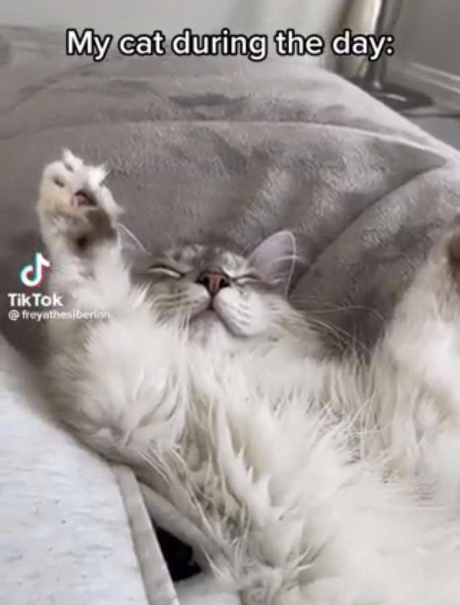 potret lucu gaya tidur kucing (twitter.com/weirdlilguys)