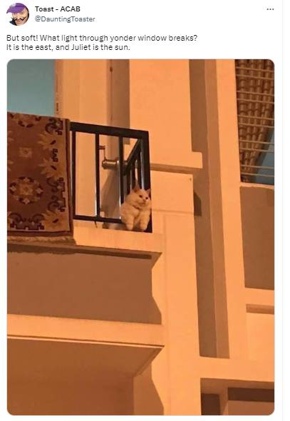 potret tweet tentang kucing bikin ngakak (twitter.com/DauntingToaster)