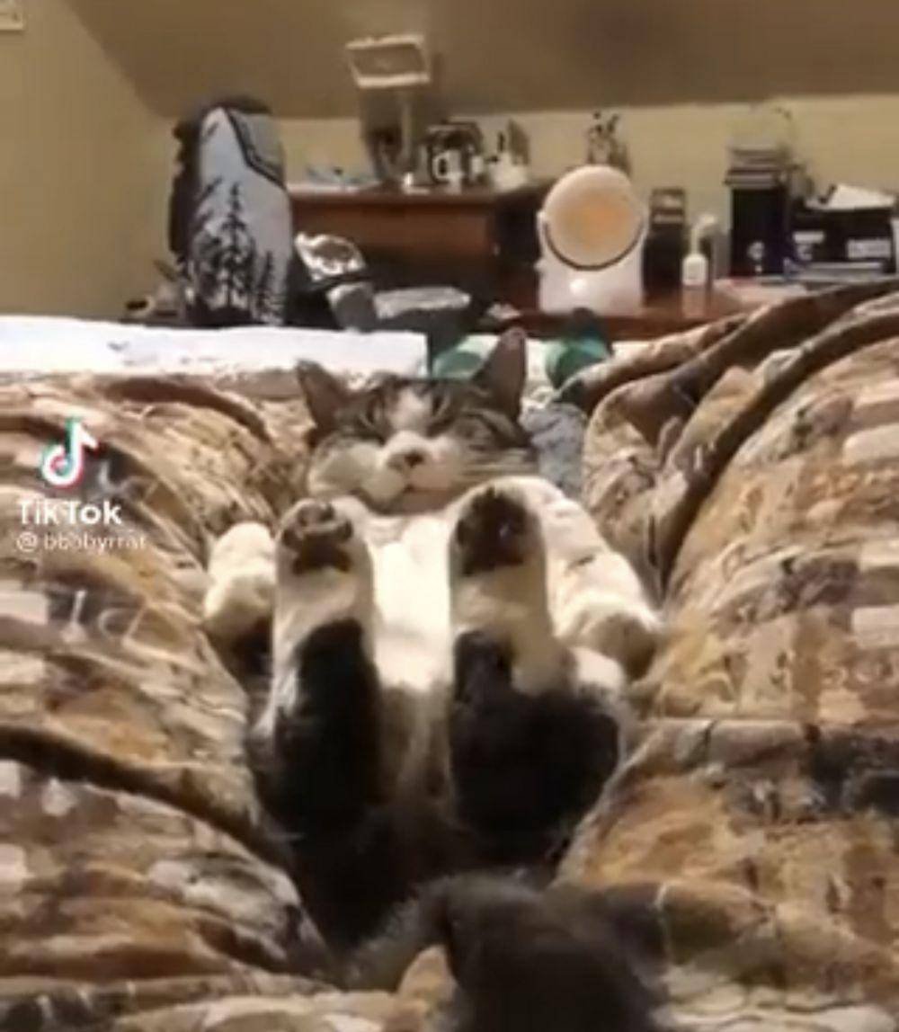 potret lucu gaya tidur kucing (twitter.com/weirdlilguys)