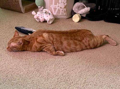 potret lucu gaya tidur kucing (twitter.com/weirdlilguys)