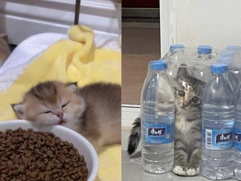 10 Potret Lucu Aksi Polos Anak Kucing, Mungil tapi Banyak Tingkah