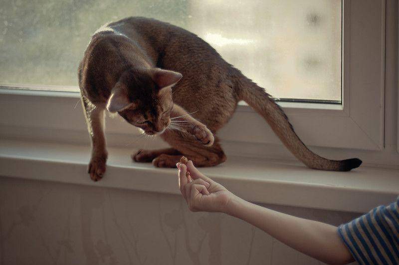 ilustrasi kucing abisinia (flickr.com/Katya Smolina)