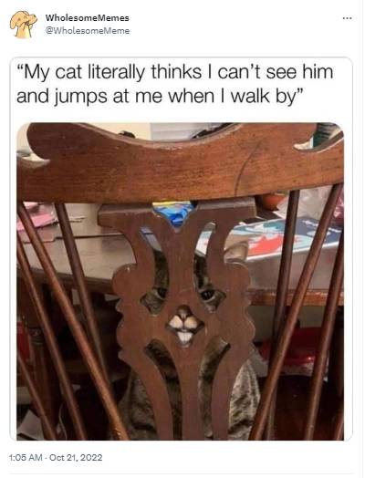 potret tweet tentang kucing bikin ngakak (twitter.com/WholesomeMeme)