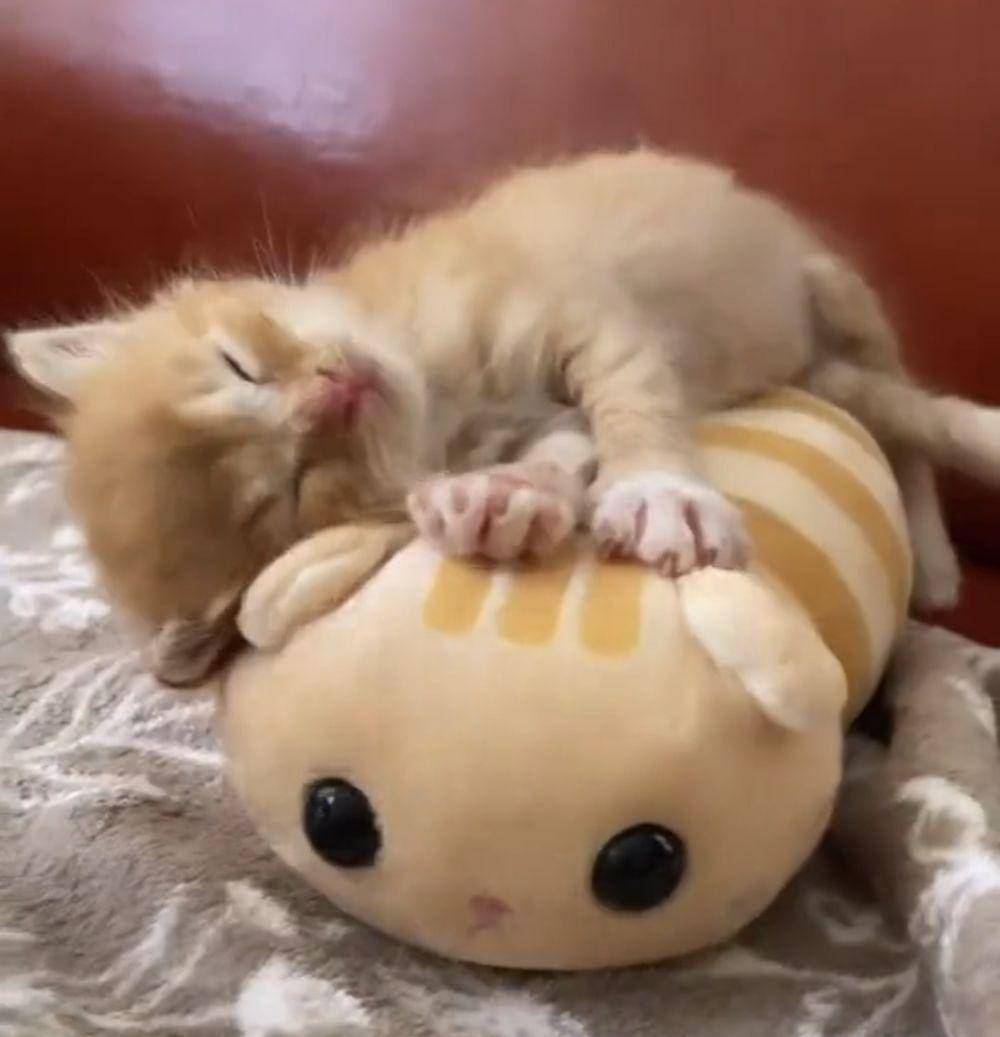 potret aksi lucu anak kucing (twitter.com/tweetsofcats)