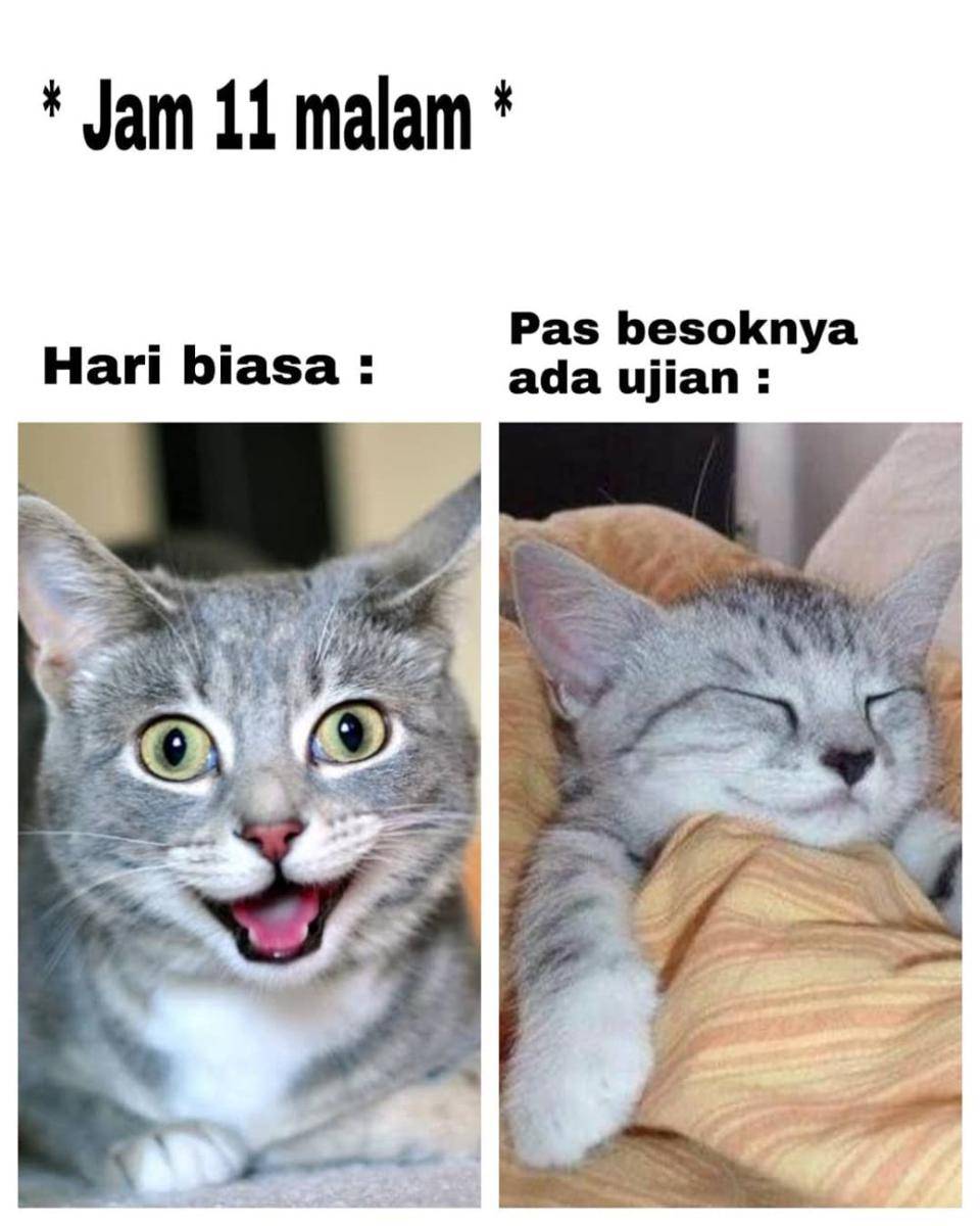 meme kucing (instagram.com/kocak.parah.id)