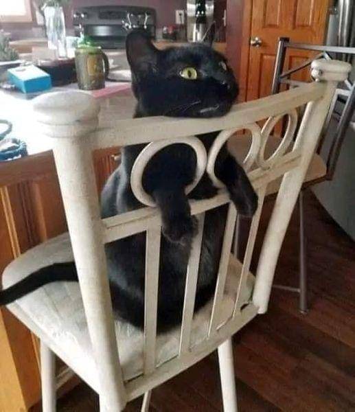 ilustrasi lucu aura mencekam dari kucing hitam (twitter.com/weirdlilguys)