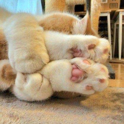 potret lucu gaya tidur kucing (twitter.com/weirdlilguys)