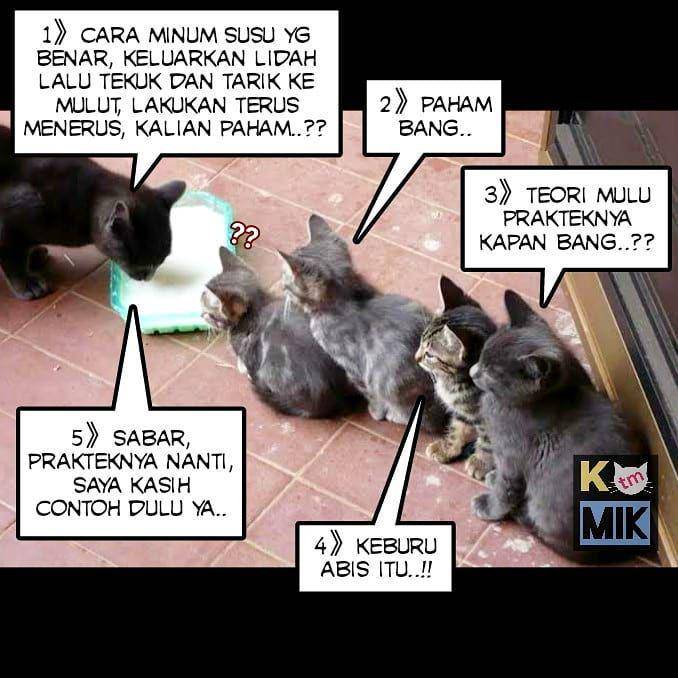 meme kucing (instagram.com/titih_m)