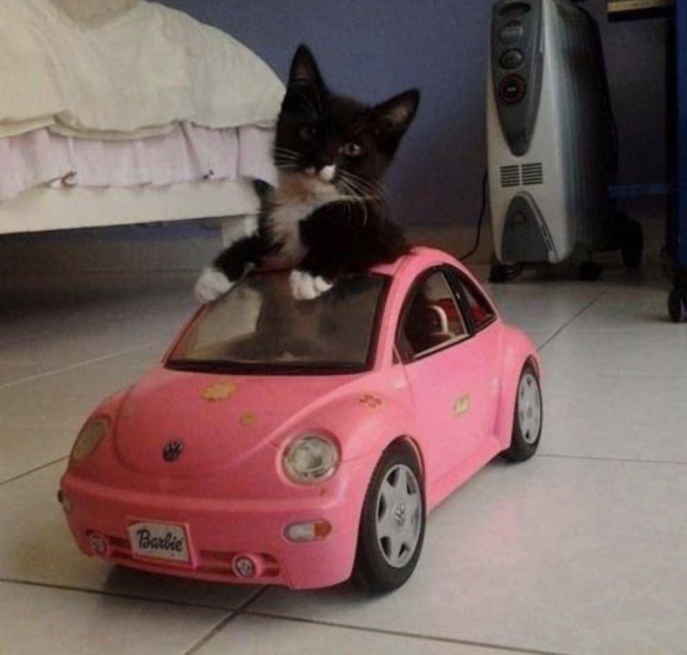 potret aksi lucu anak kucing (twitter.com/tweetsofcats)