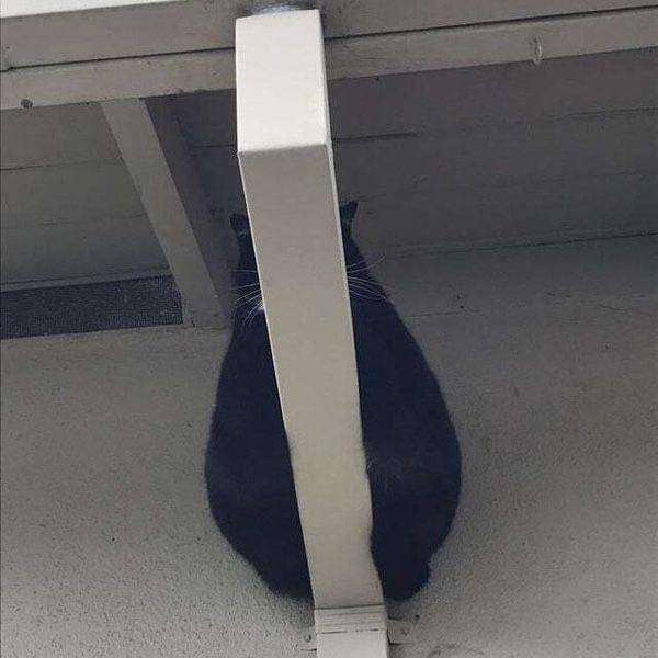 ilustrasi lucu aura mencekam dari kucing hitam (twitter.com/weirdlilguys)