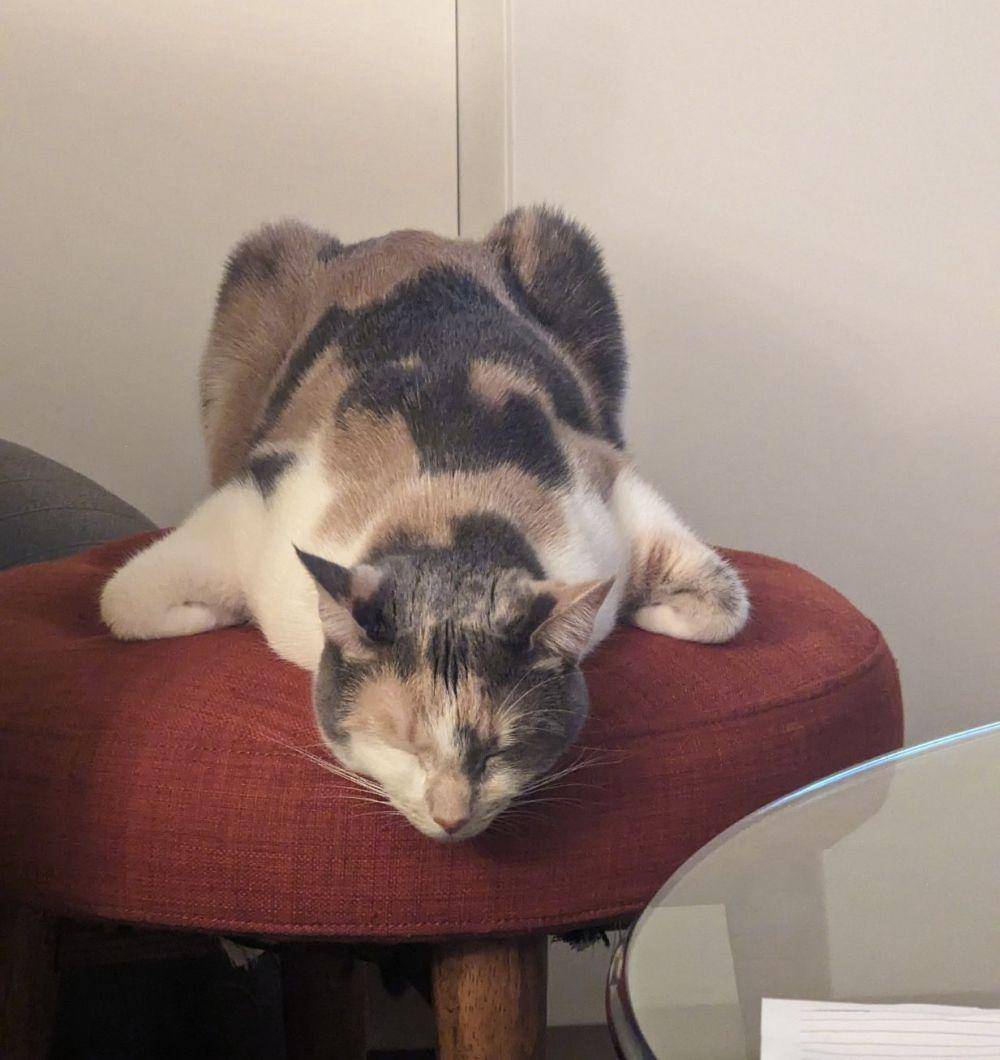 potret lucu gaya tidur kucing (twitter.com/skamille)