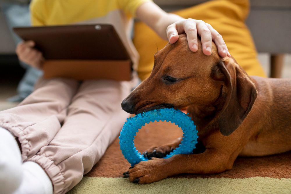 10 Momen Gemas Anjing saat Dicuekin Pemiliknya, Bikin Gak Tega!