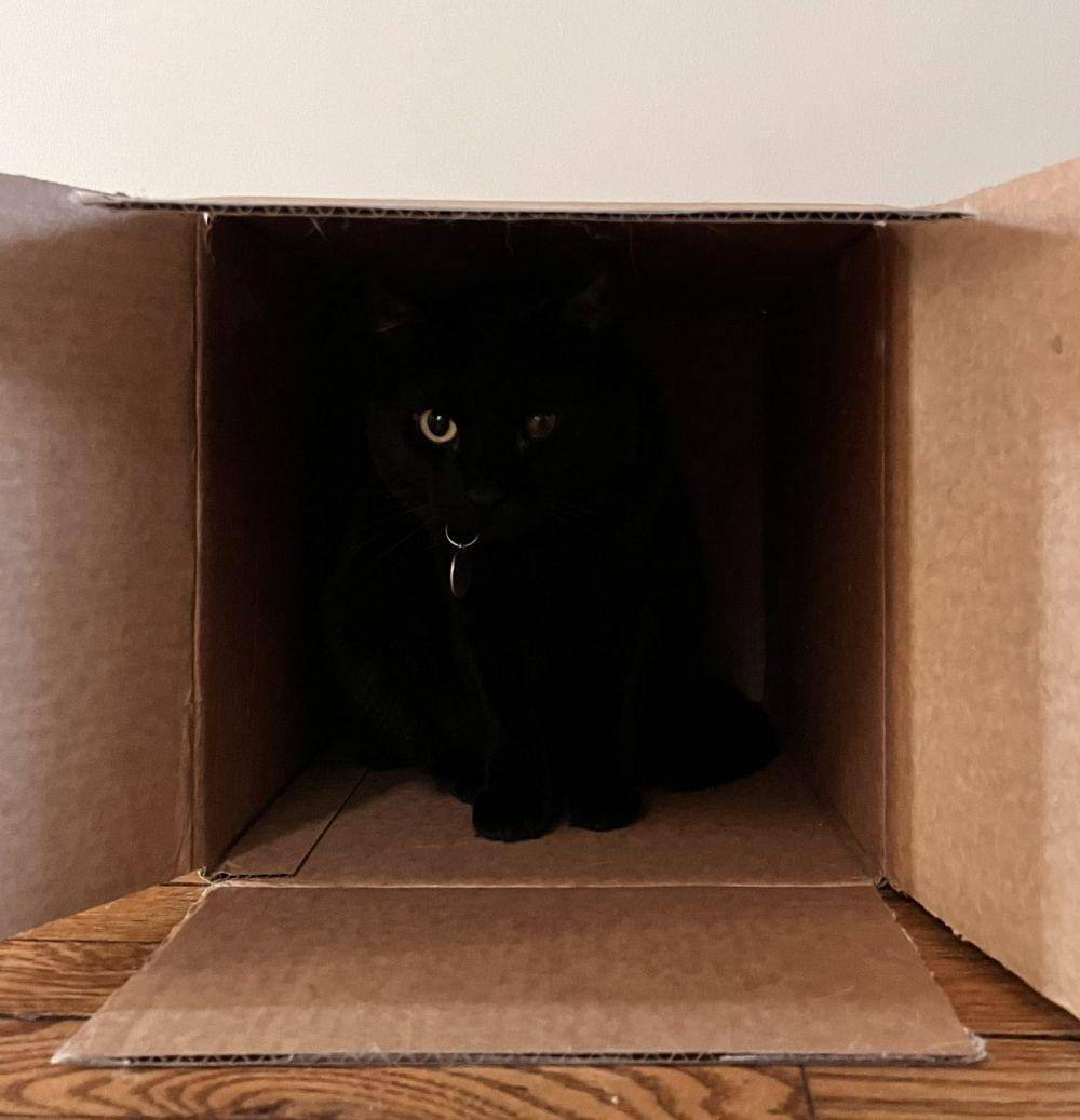 ilustrasi lucu aura mencekam dari kucing hitam (twitter.com/weirdlilguys)