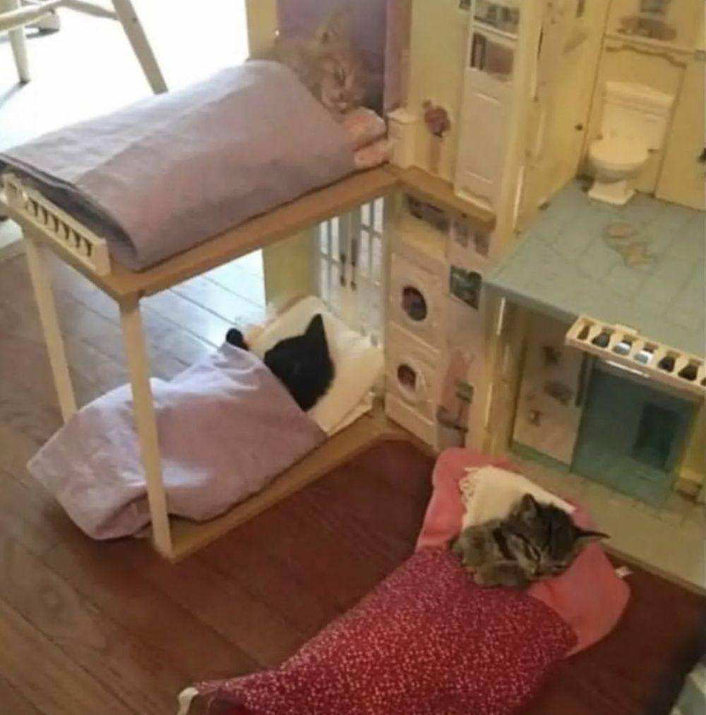 potret aksi lucu anak kucing (twitter.com/catstakethename)