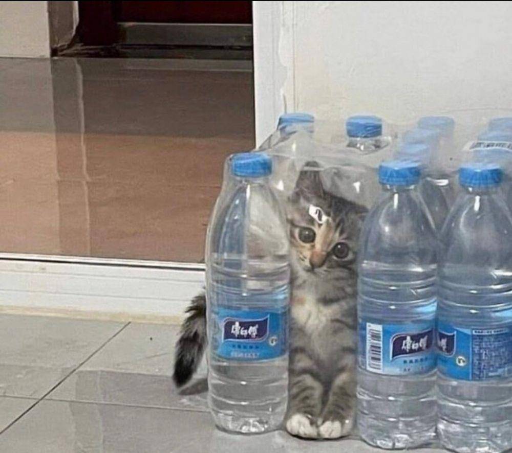 potret aksi lucu anak kucing (twitter.com/catsillyness)